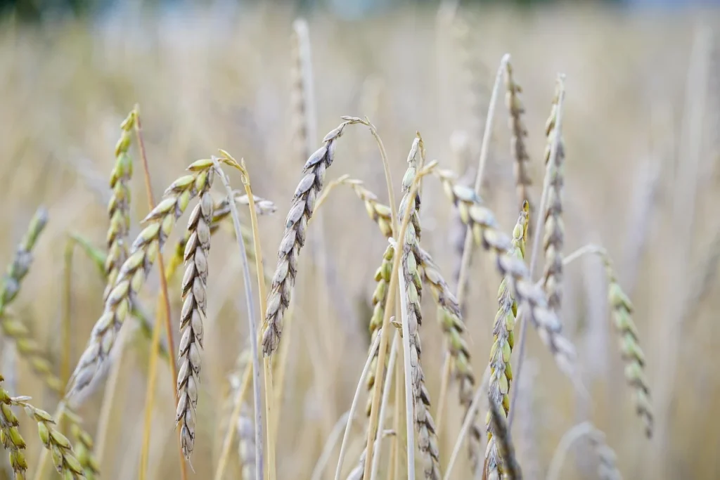 Farro