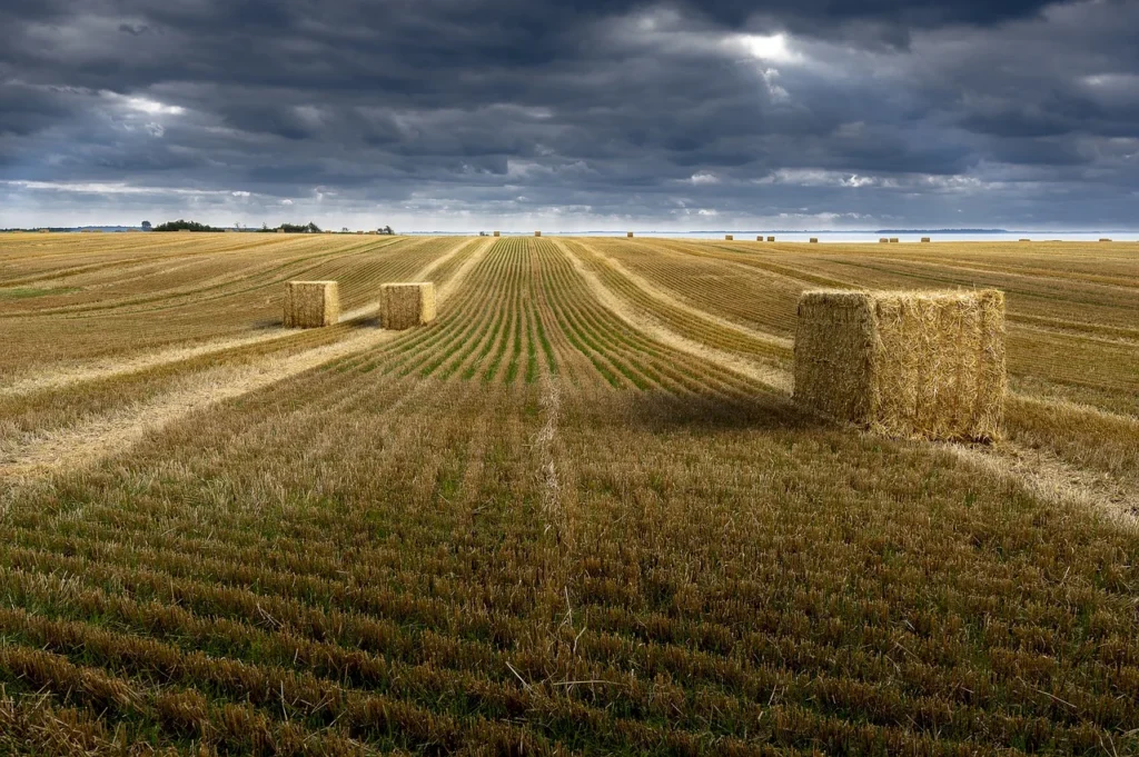 Grano