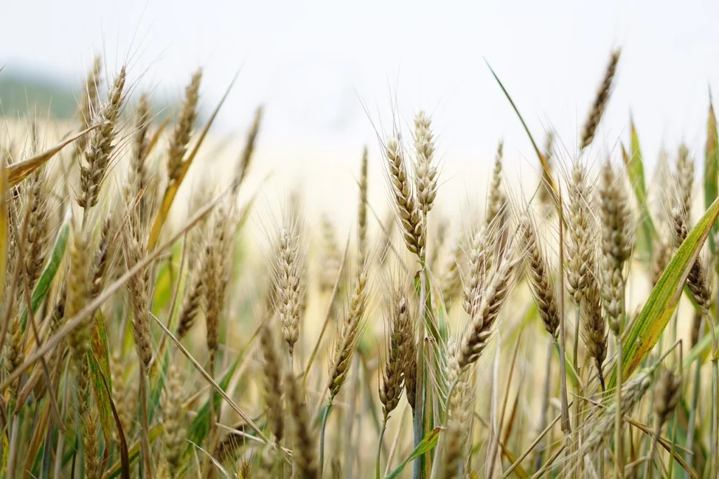 Grano