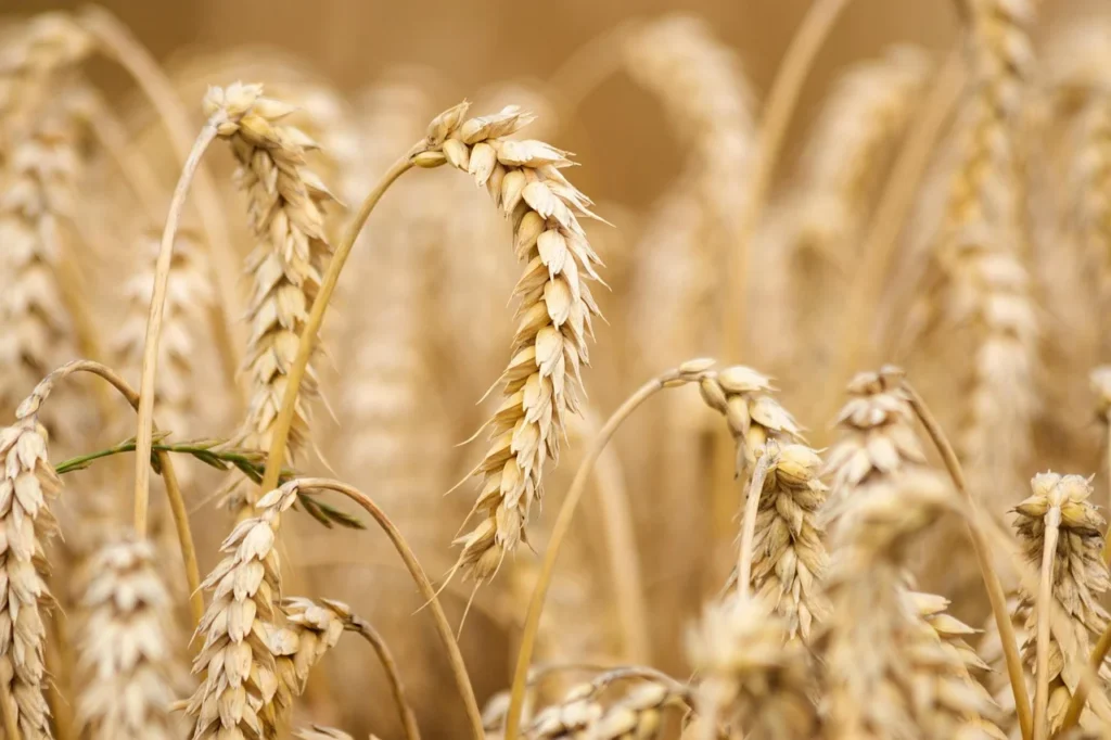 Orzo